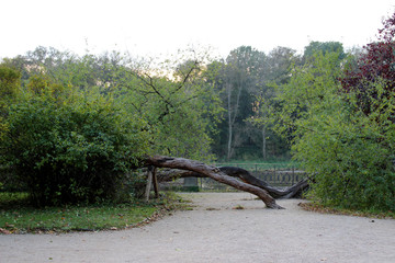 blick auf einen besonders gewachsenen baum im park in Dresden Sachsen Deutschland