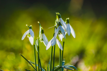 Spring, the first flowers, macro snowdrops, closeup, nature, vegetation