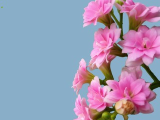 Naklejka na ściany i meble Pale pink flowers of Kalanchoe plant with place for an inscription. Blooming pink Kalanchoe flowers isolated on a blue background.