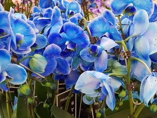 Blue orchids in a flower shop. Vibrant blue blooming orchid flowers in a flower shop.