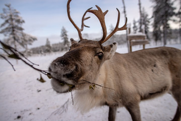 elk in the snow