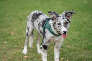 Dog Puppy Border Collie Merle