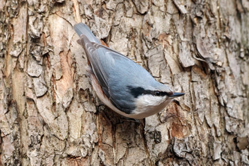 Eurasian nuthatch Sitta europaea perched on tree bark portrait. Cute common wintering forest bird in wildlife.