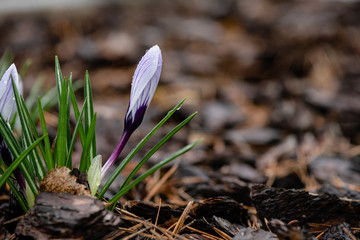 Nice spring Crocus vernus flowers in morning dew macro nature