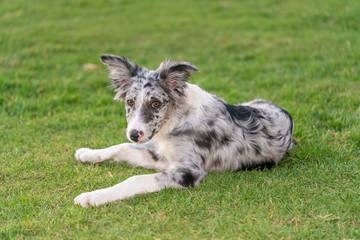 Dog Puppy Border Collie Merle