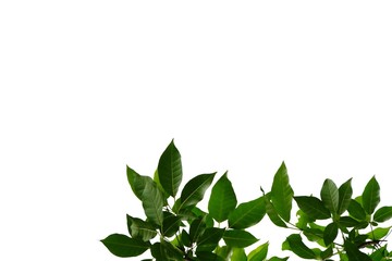 Tropical tree leaves with branches on white isolated background for green foliage backdrop 
