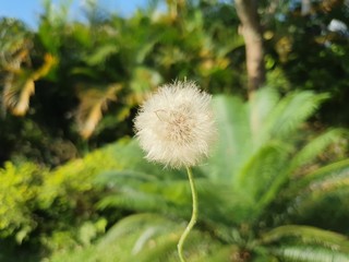 dandelion on background of green grass