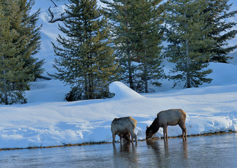 Young elk cows graze river's edge in Yellowstone National Park.