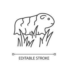 Guinea pig pixel perfect linear icon. Shaggy rodent in grass. Local Peruvian wildlife. Thin line customizable illustration. Contour symbol. Vector isolated outline drawing. Editable stroke