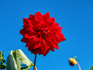 dahlia in the field and blue sky