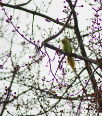 Ein grüner Nymphensittich auf einem Ast auf einem Baum in der Natur