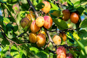 ripe plums