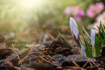 Nice spring Crocus vernus flowers in morning dew macro nature