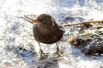 Blackbird on ice