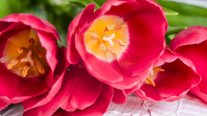 Pink tulips. Macro scale. Soft Selective focus. Close up