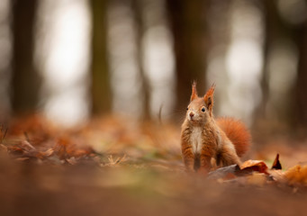 watching of red squirrel in czech nature
