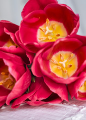 Pink tulips. Macro scale. Soft Selective focus. Close up