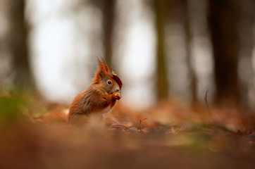 watching of red squirrel in czech nature
