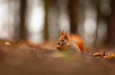 watching of red squirrel in czech nature