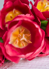 Pink tulips. Macro scale. Soft Selective focus. Close up