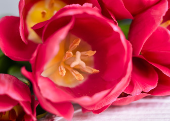 Fototapeta na wymiar Pink tulips. Macro scale. Soft Selective focus. Close up