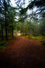 Fototapeta premium Mount Floyen