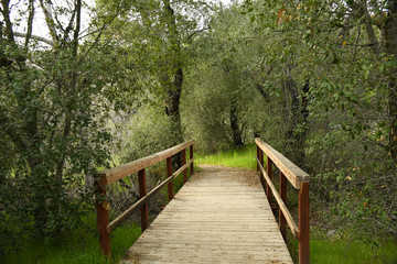 Into the Green