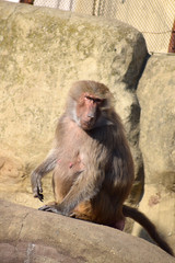  baboon large monkeys hunters