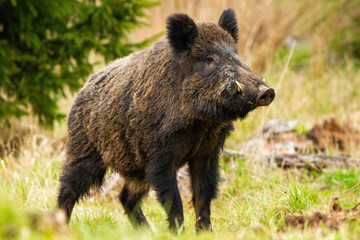 Naklejka na ściany i meble Dominant wild boar, sus scrofa, male sniffing with massive snout with white tusks on meadow. Majestic wild mammal standing on grass in spring from side view