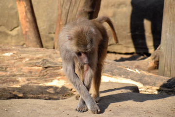  baboon large monkeys hunters