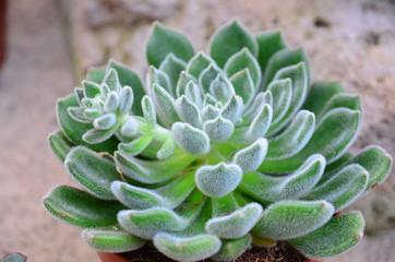 close up of a succulent