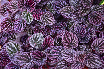 Abstrack background of purple foliage