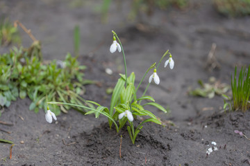 Macro view of a white snowdrop flower