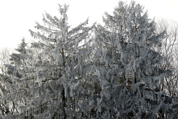 Bäume im Winter