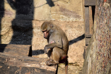  baboon large monkeys hunters