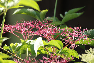 Obraz premium Holunderbeere