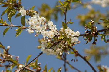 Reneclaudenblüten