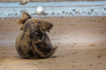 Close up of Grey Seal in funny pose on the beach at Horsey Gap in Norfolk, UK