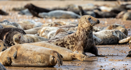 Close up of grey seal with head raised on its flippers on the beach at Horsey Gap in Norfolk, UK © Nigel