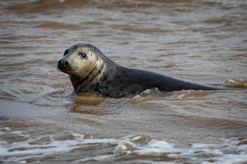 Close up of grey seal swimming in the sea off the beach at Horsey Gap in Norfolk, UK