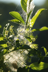 Pfaffenhütchen-Gespinstmotte