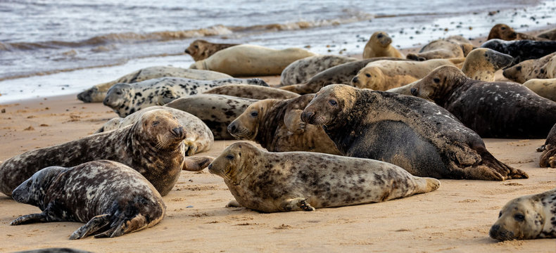 Wild Grey seal colony on the beach at Horsey UK. Group with various shapes and sizes of gray seal.