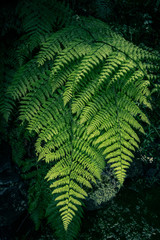 Ferns in the forest, Madeira. Beautiful ferns leaves green foliage. Close up of beautiful growing...