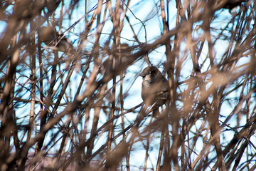 birds in branches against the blue sky