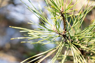 Twig of young pine.Pine branch in early spring. Branch and twigs of cluster pine. Sprig of pine in the spring. Young green  twigs.