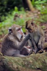 Naklejka na ściany i meble Asian monkey with son in the forest.