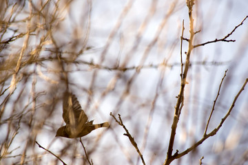 birds in branches against the blue sky