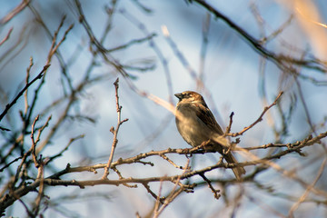 birds in branches against the blue sky