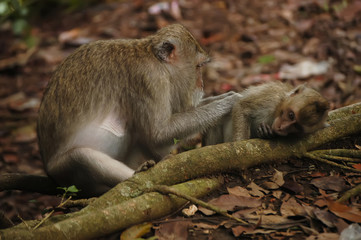 Asian monkey with son in the forest.