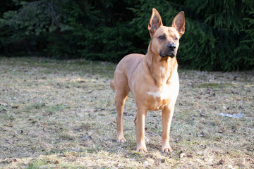A guard dog staying on the ground. Close up.